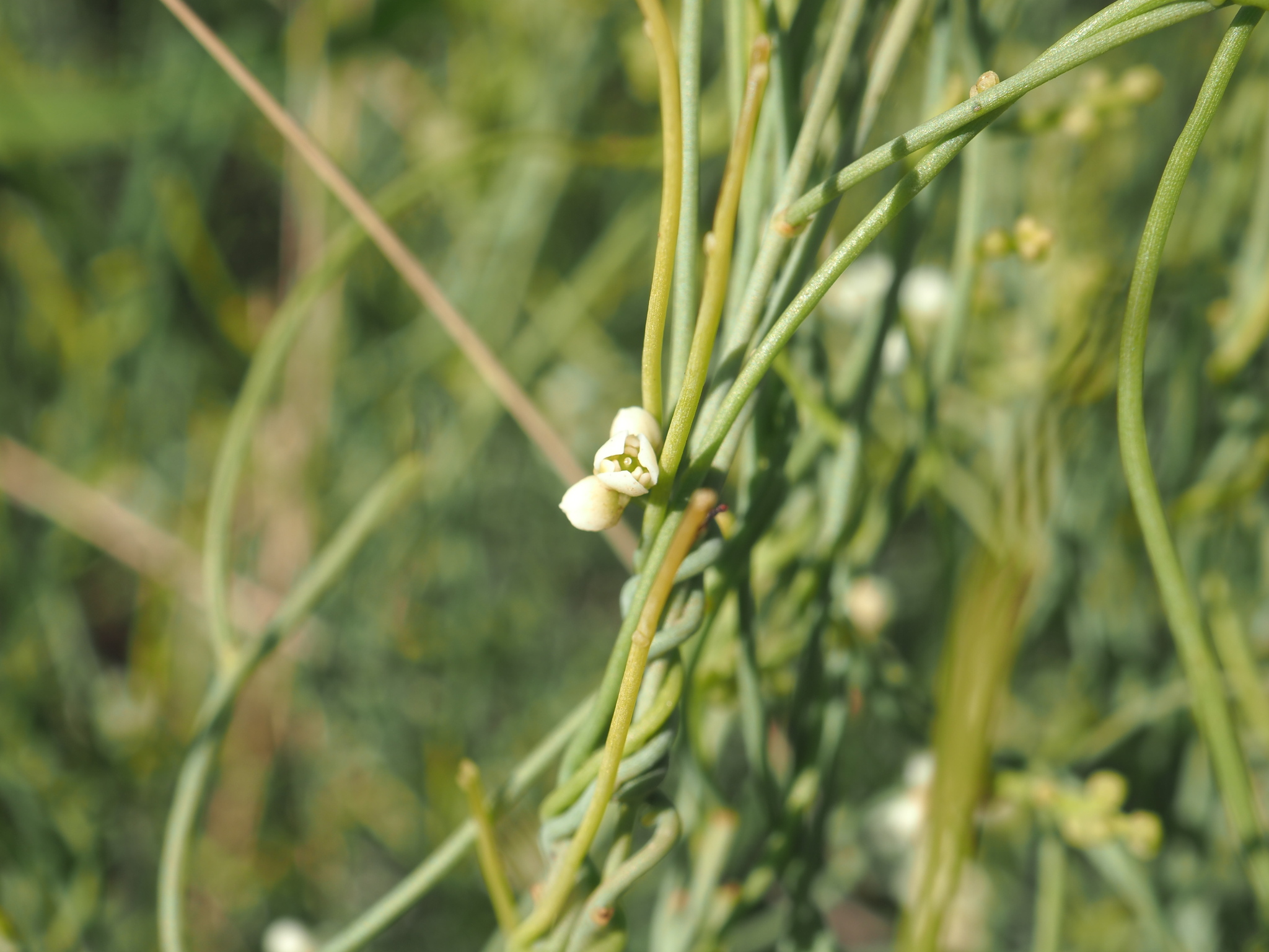 Cassytha capillaris