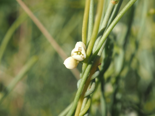 Image of Cassytha Capillaris (Cassytha capillaris) by (c) Hugo Innes, some rights reserved (CC BY)