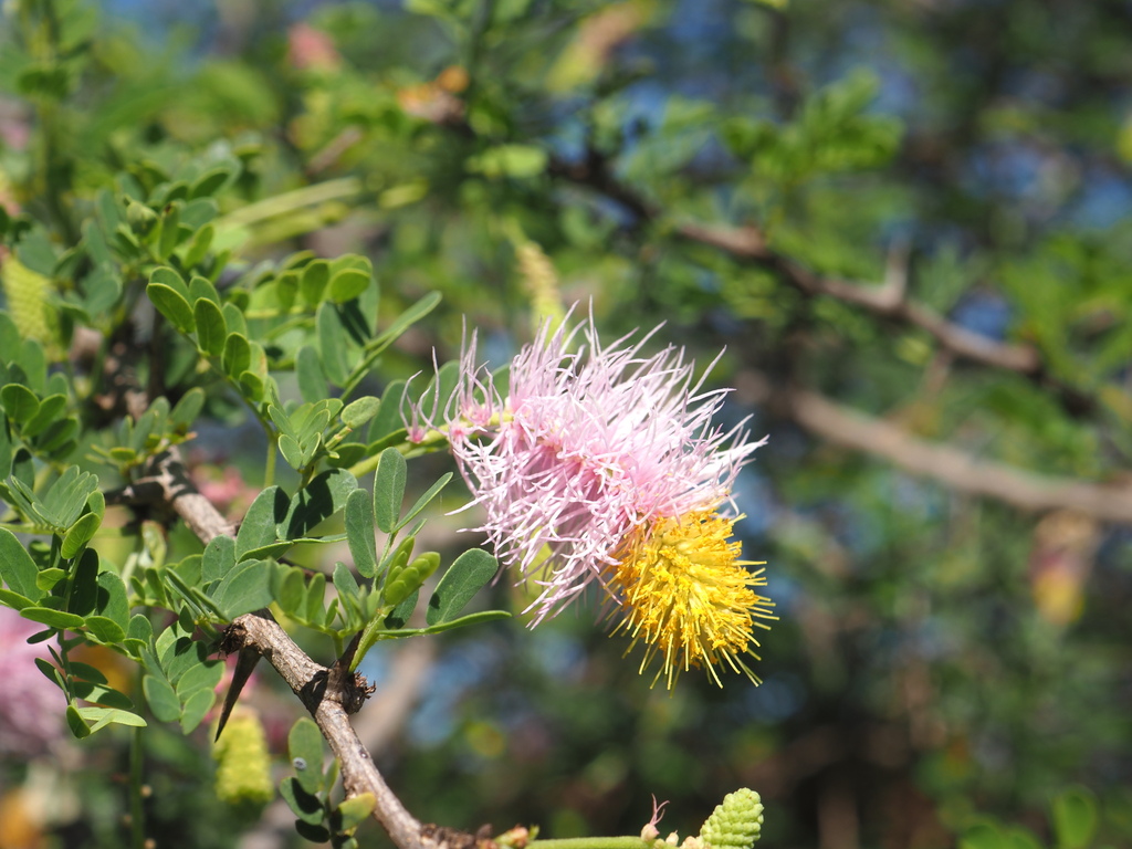 Chinese lantern (Dichrostachys spicata)