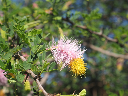 Chinese lantern (Dichrostachys spicata)