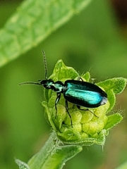 Lebia viridis