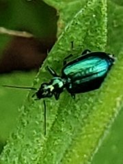 Lebia viridis