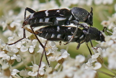 Chlorophorus sartor