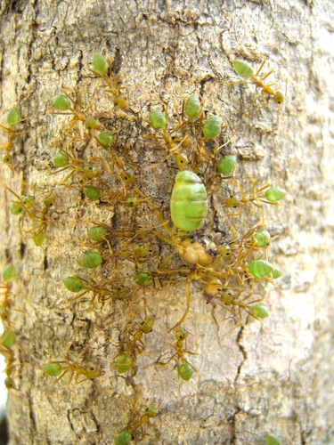 Asian Weaver Ant, photo 9 of 10
