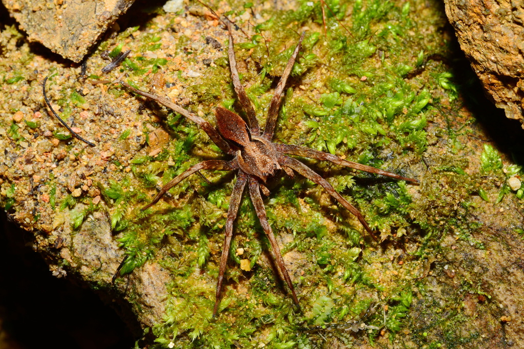 Dolomedes zatsun