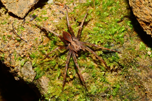 Dolomedes zatsun
