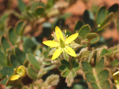 Tribulus hirsutus (Tribulus hirsutus)