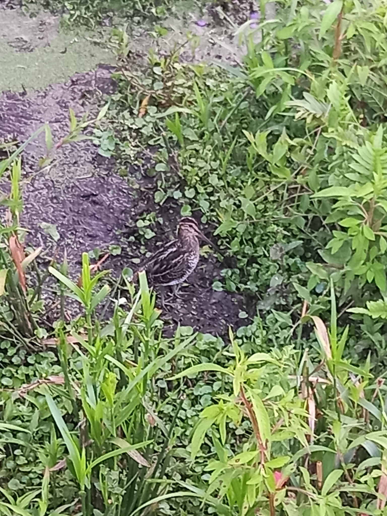 Pantanal Snipe (Gallinago paraguaiae), photo 9