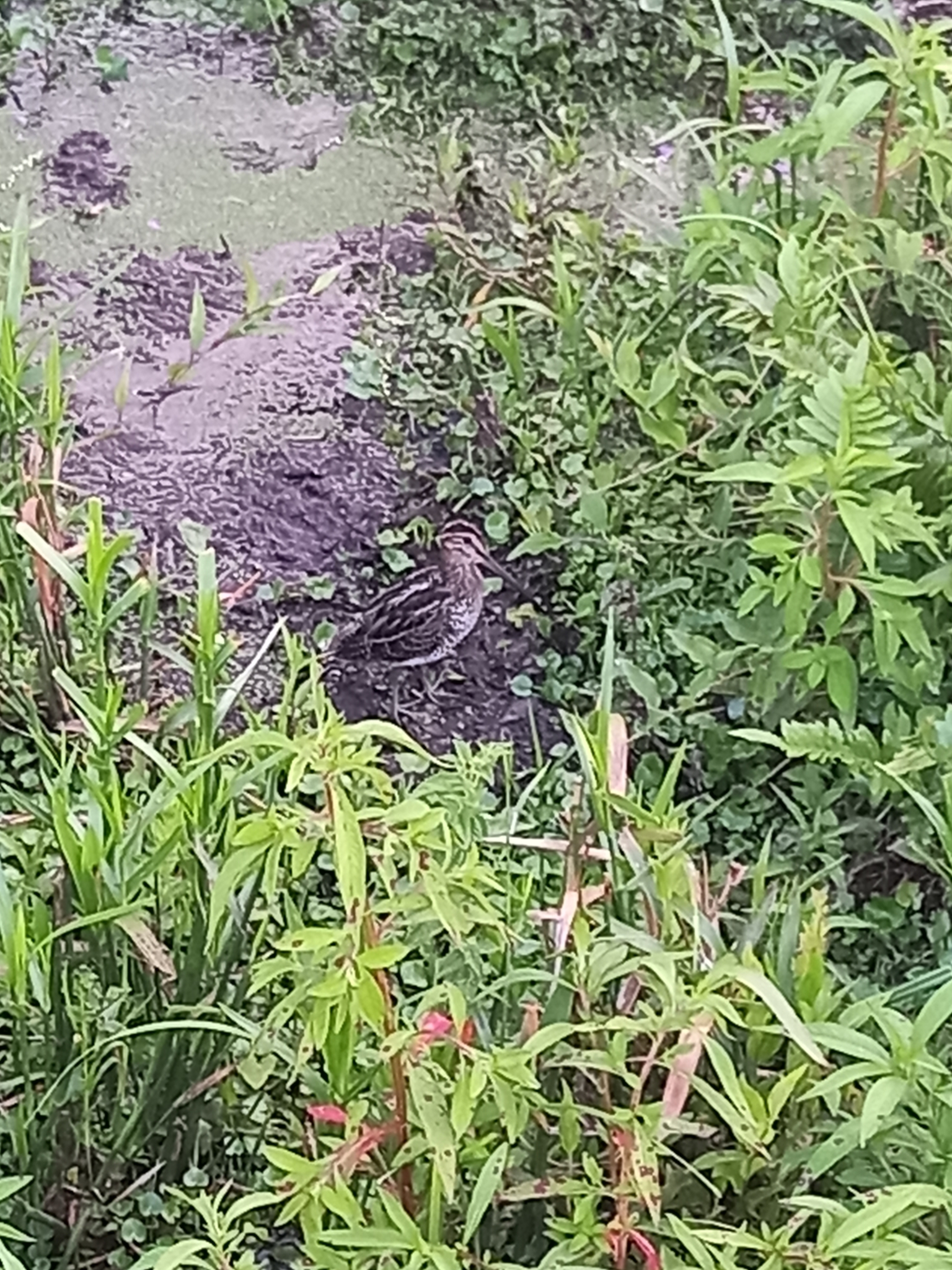 Pantanal Snipe (Gallinago paraguaiae), photo 10