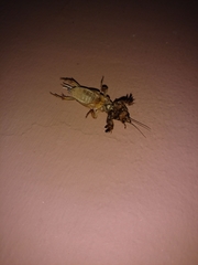 Neoscapteriscus didactylus