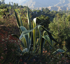 Agave