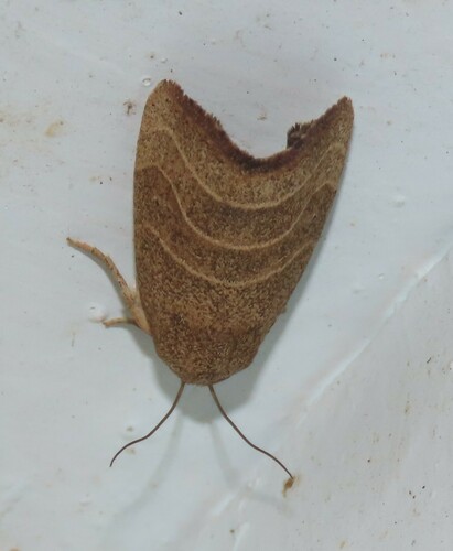 Wavy-lined Mallow Moth photo 4