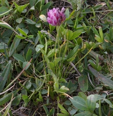 Trifolium parryi
