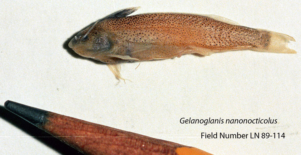 Dwarf night catfish (Gelanoglanis nanonocticolus) — Auchenipteridae