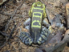 Leptodactylus knudseni