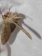 Leucania pseudargyria