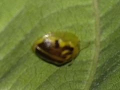 Eurypepla brevilineata