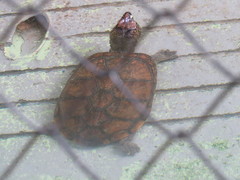Acanthochelys radiolata