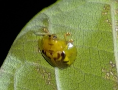 Eurypepla brevilineata