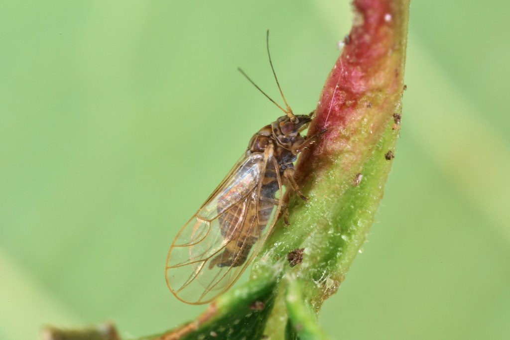 Psylla alpina
