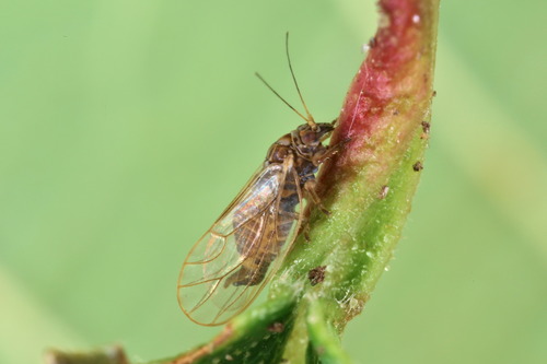 Psylla alpina