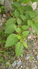 Witheringia mexicana