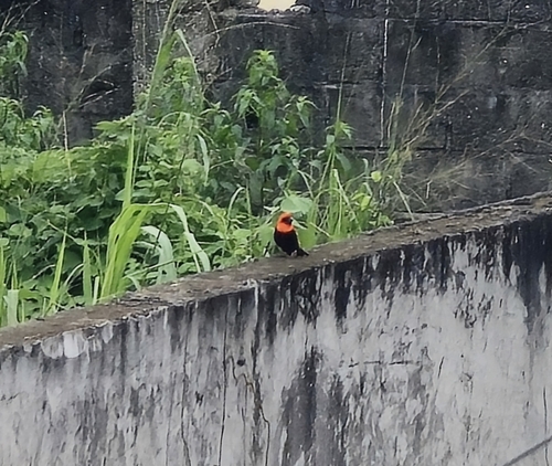 Black-winged Bishop