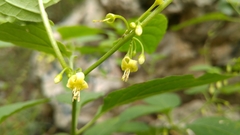 Witheringia mexicana