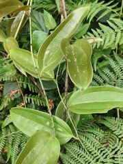 author not stated, no rights reserved Smilax zeylanica, photograph author not stated, no rights reserved