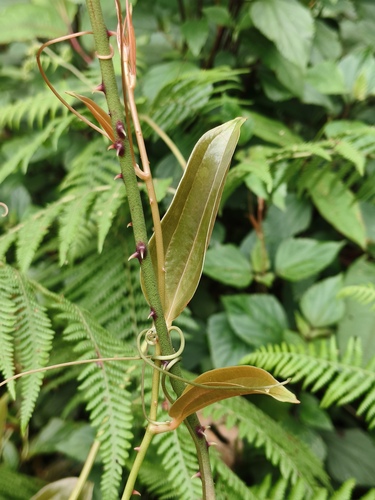 Smilax zeylanica, photograph 4