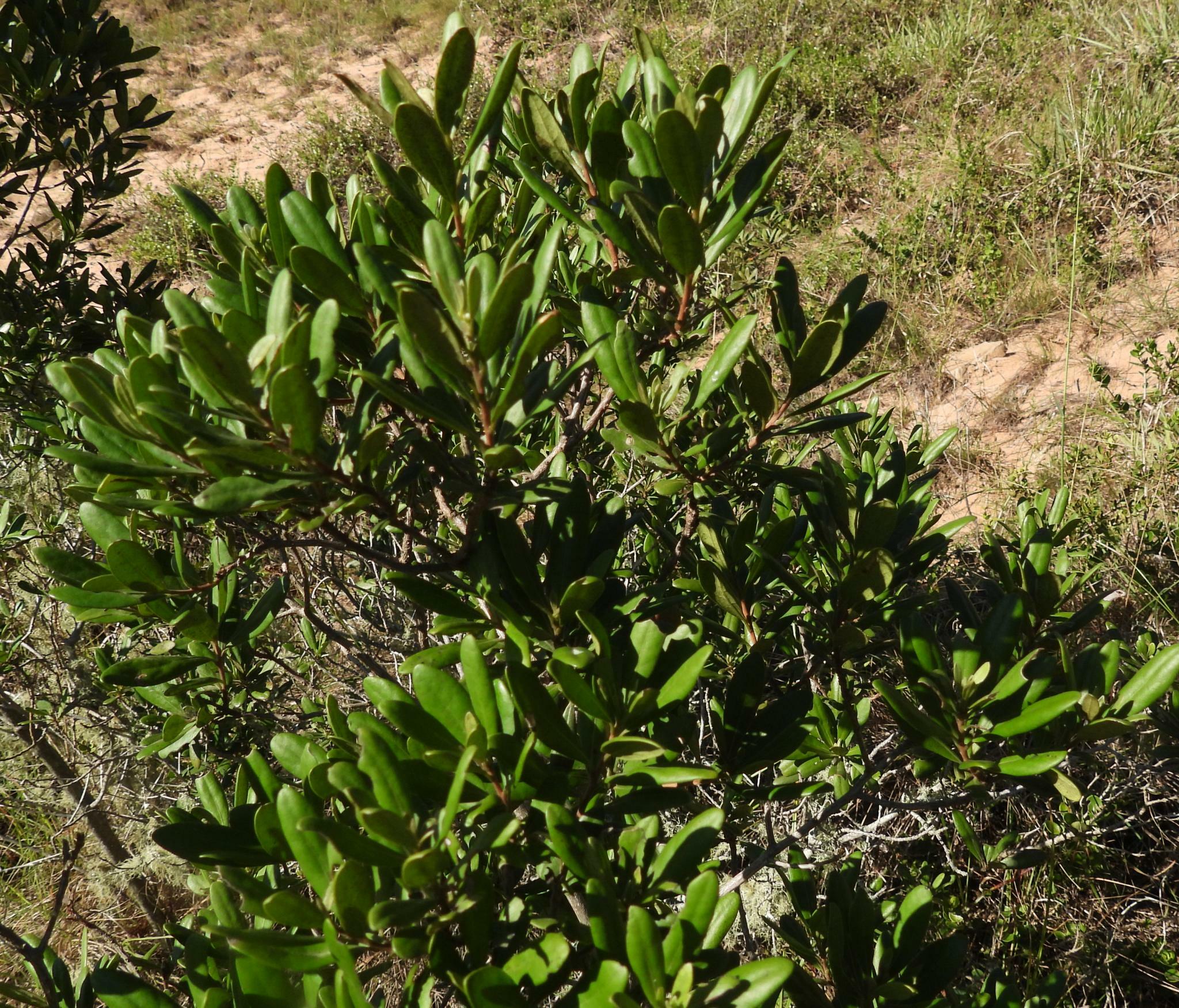 Imagem de Caqui-preto
