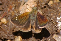 Piruna pirus