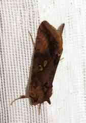 Autographa bimaculata