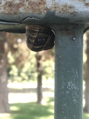 Cornu aspersum