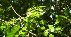 Acalypha glabrata, photograph (c) Henry de Lange, some rights reserved (CC BY)