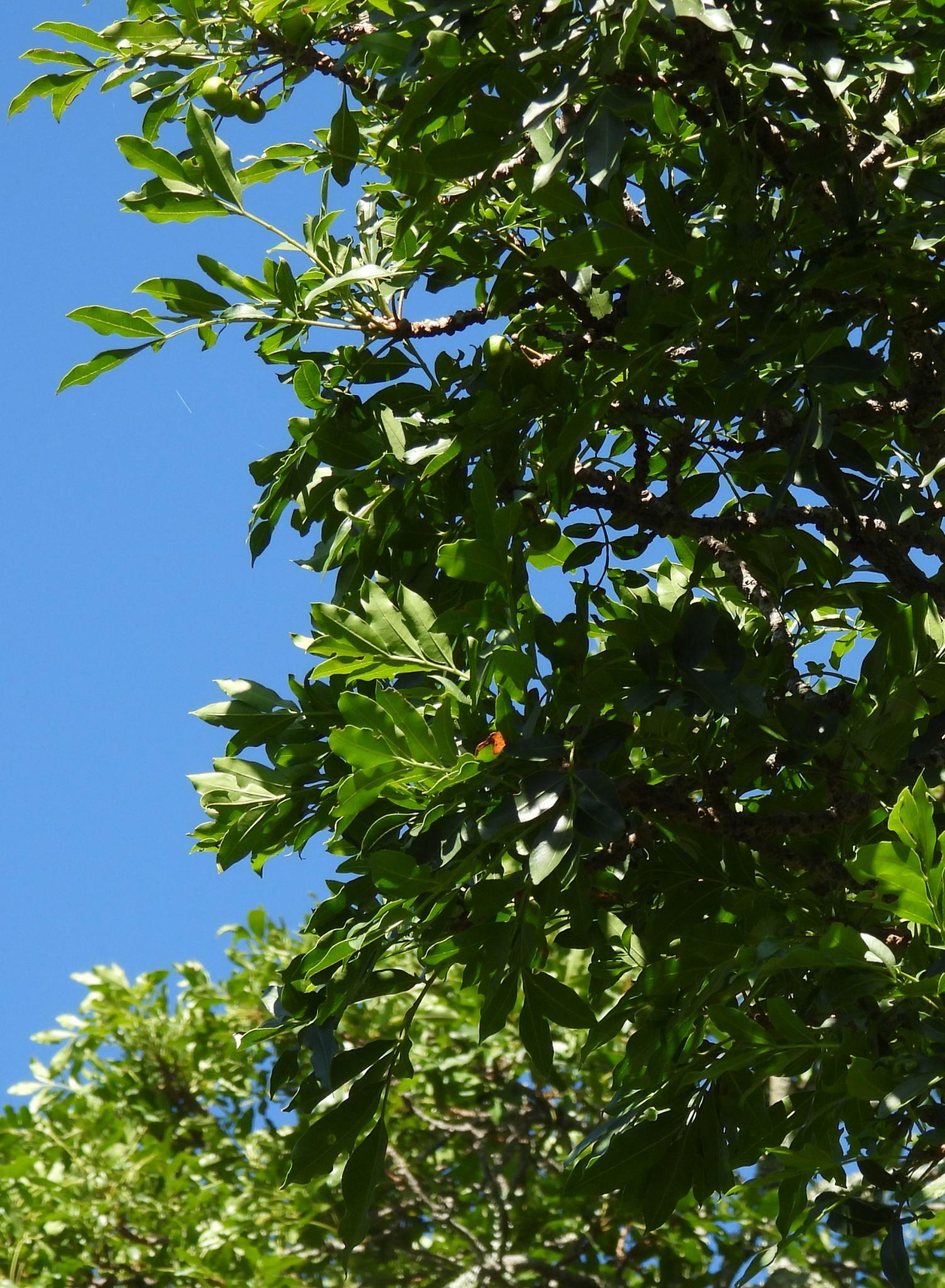 Imagem de Cabo-verde