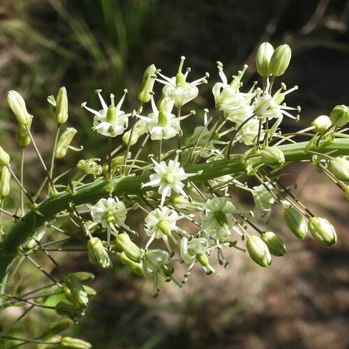 Drimia altissima