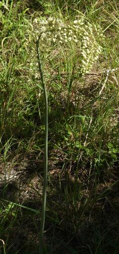 Drimia altissima