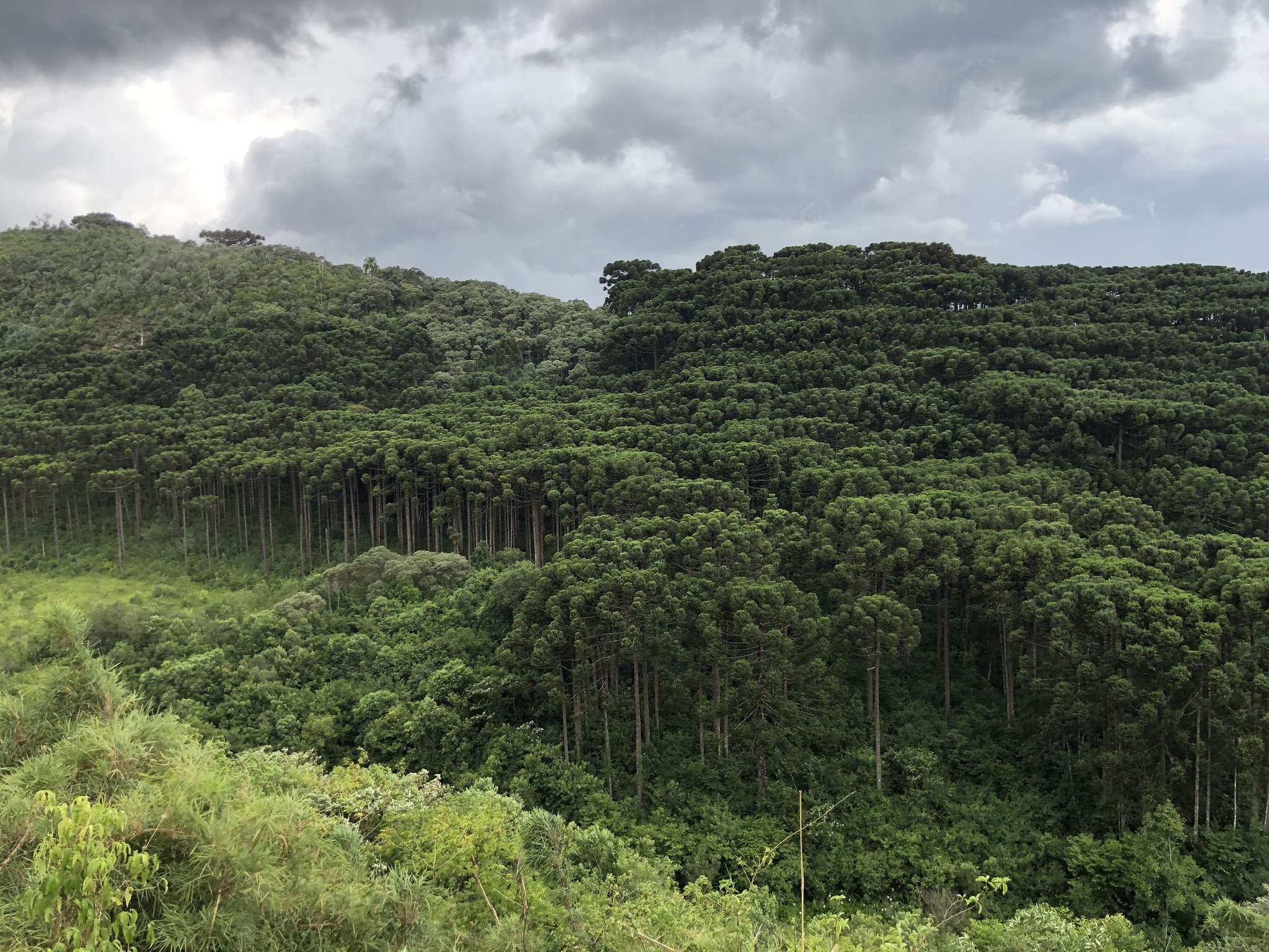Araucaria angustifolia