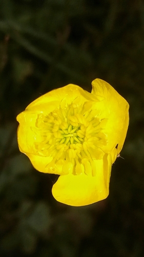 Ranunculus bulbosus iNat (2)