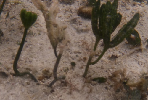 Caulerpa paspaloides observed 2024-12-21