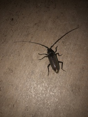 Enaphalodes hispicornis