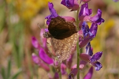 Erynnis persius