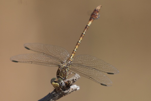 Common Hooktail