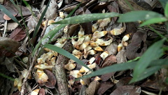 Karawata multiflora