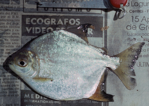 Bristly pacu (Myleus setiger) — Serrasalmidae — 2
