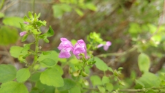Scutellaria seleriana