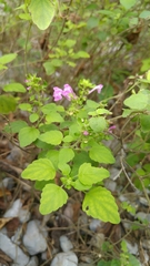 Scutellaria seleriana