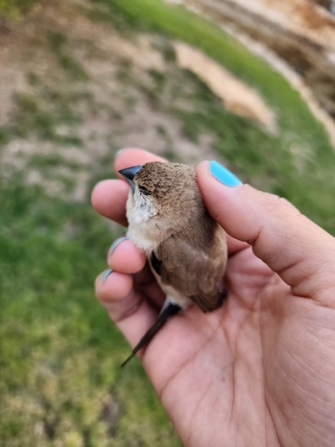 Indian Silverbill, Riyadh 12553, Saudi Arabia, photo 9 of 10