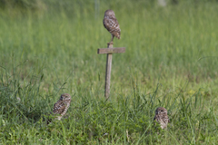 Athene cunicularia floridana